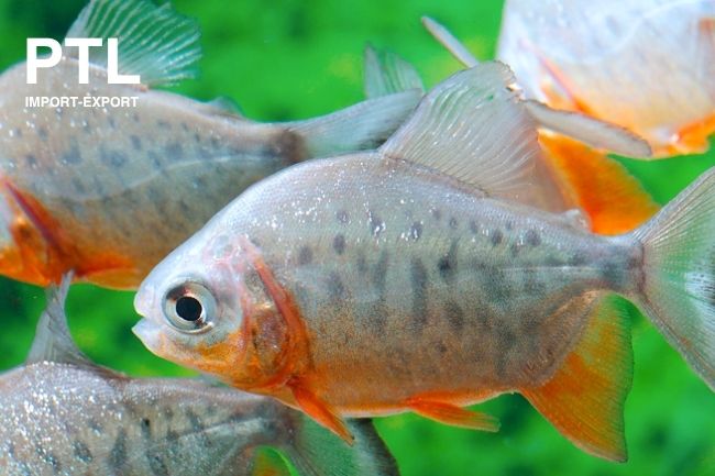 PTL-TS34_PIARACTUS B. RED PACU- FALSO PIRANHA